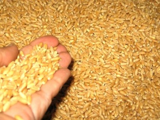 Peste 100 de tone de cereale, confiscate în Ialomiţa de la o firmă constănţeană